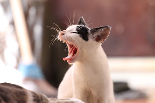 Free Close-up Photo of a Yawning Cat  Stock Photo